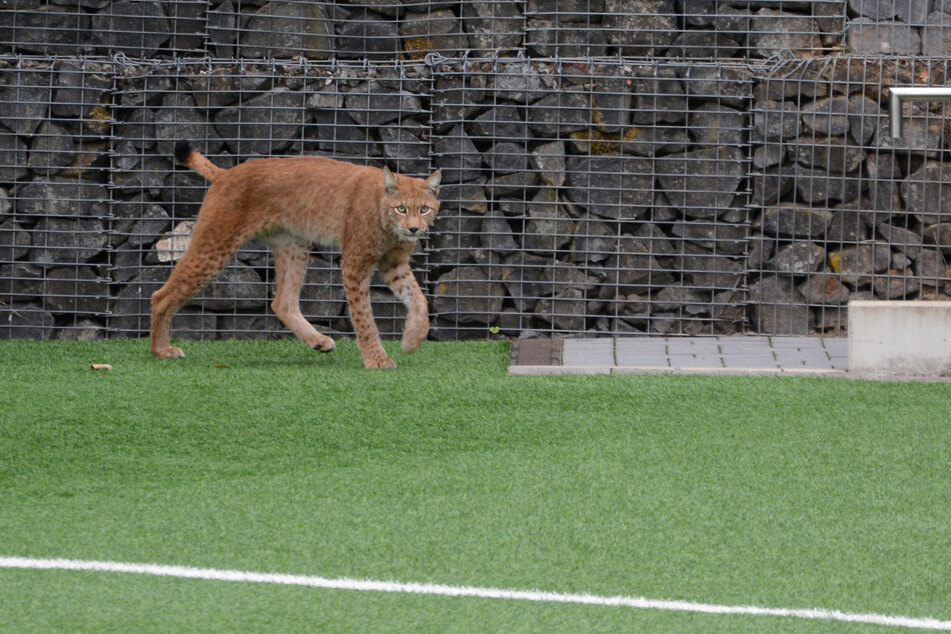 Der Luchs "M12" läuft über einen Sportplatz im hessischen Oberursel.