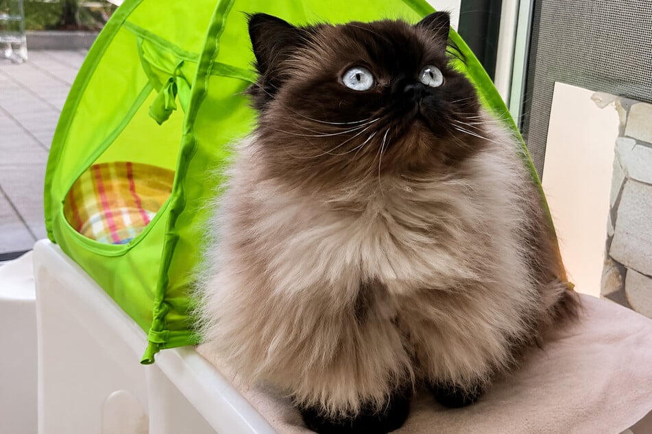 Katze Schneckerl möchte im neuen Zuhause Einzelprinzessin sein.