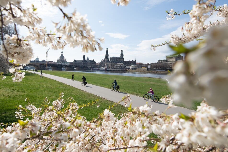 Auch die Kirschbäume blühten im April bereits – hier in Dresden.