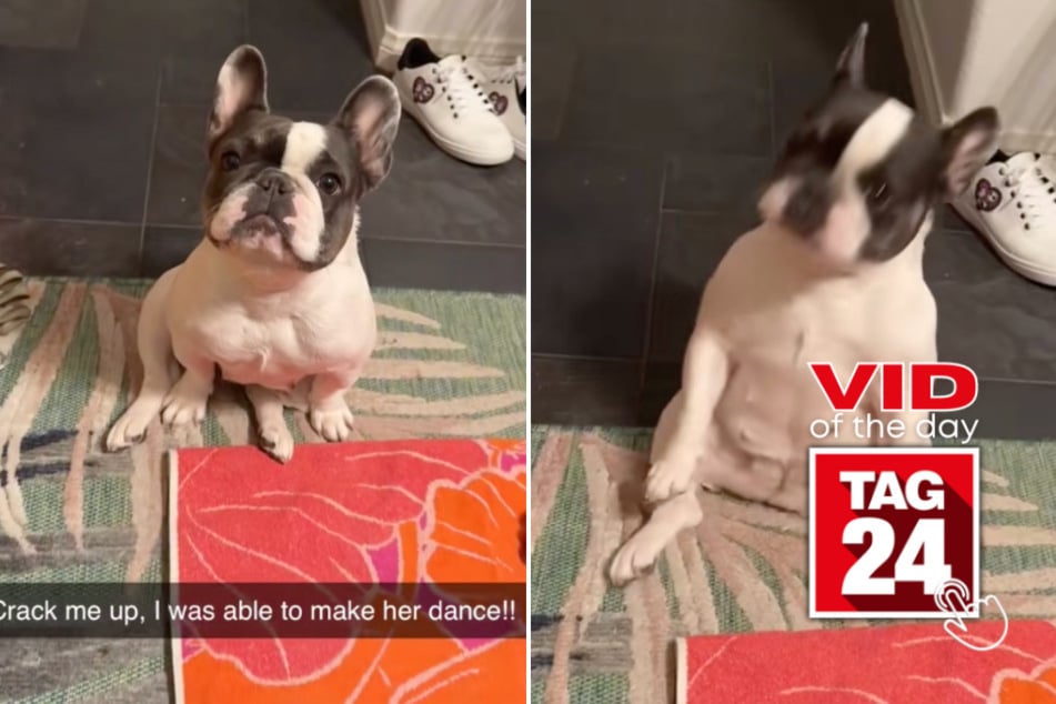 viral videos: Viral Video of the Day for December 8, 2025: Frenchie dog goes full dancing queen in hilarious TikTok!