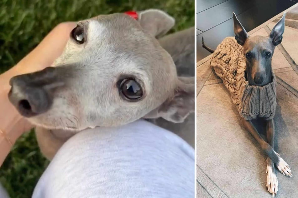 Reality star Kylie Jenner revealed on Wednesday that her beloved dog Norman has died.