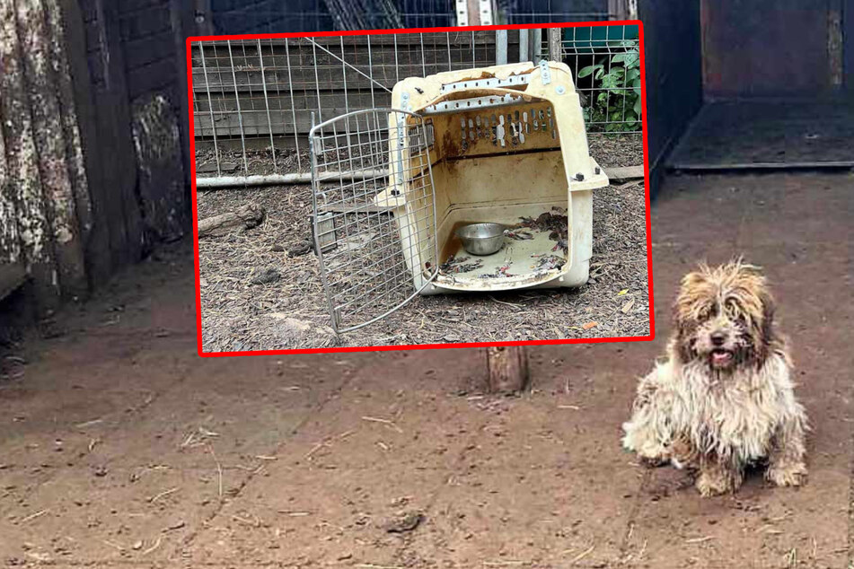 Verwahrloste Hunde in Berlin: Züchterin ließ dutzende Tiere furchtbar leiden!