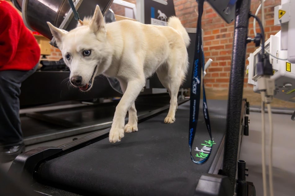 Husky-Mischling Suri war einer der ersten tierischen Patienten auf dem Laufband der neuen FluoKin-Anlage.