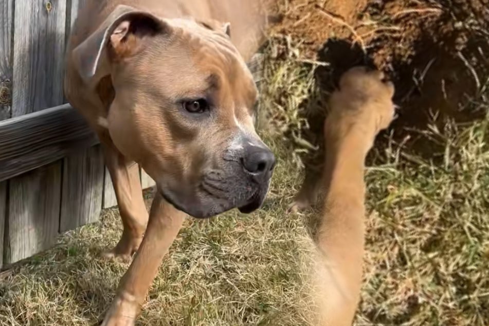 Fenka vykopává v zahradě díru, najednou se objeví hlava.
