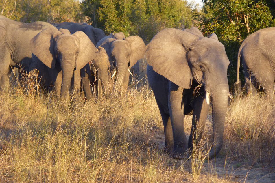 In dem Zoo soll einer der Mitarbeiter die Elefanten geschlagen haben. Bei diesem Bild handelt es sich um Elefanten aus dem Hwange-Nationalpark. (Symbolbild)