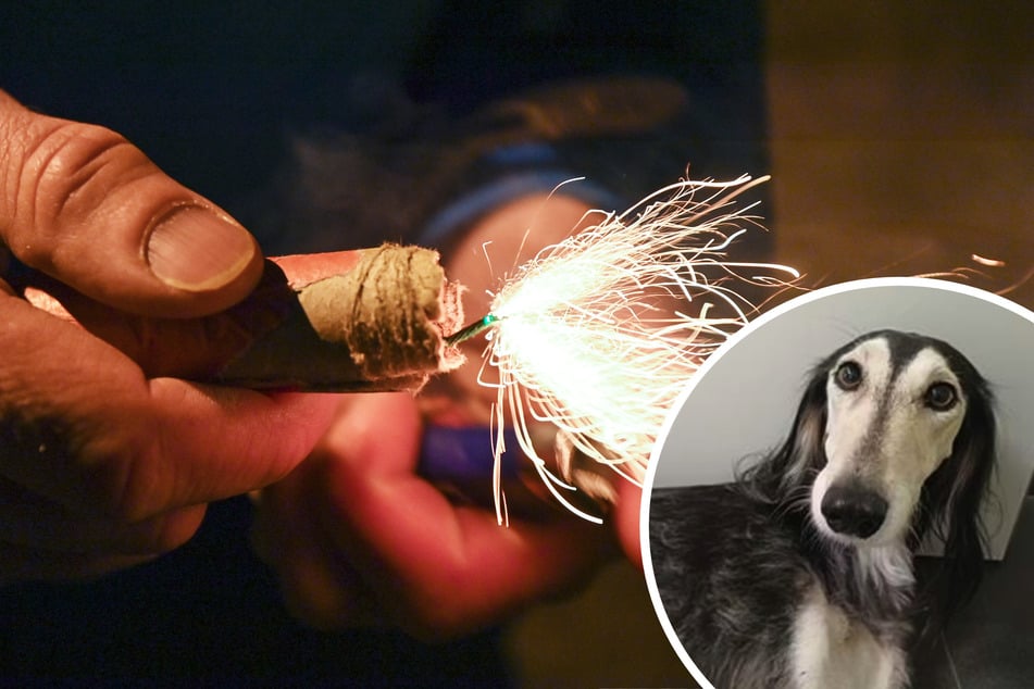 Fena uteče kvůli ohňostrojům ve městě: Hodinová pátrací akce způsobila chaos