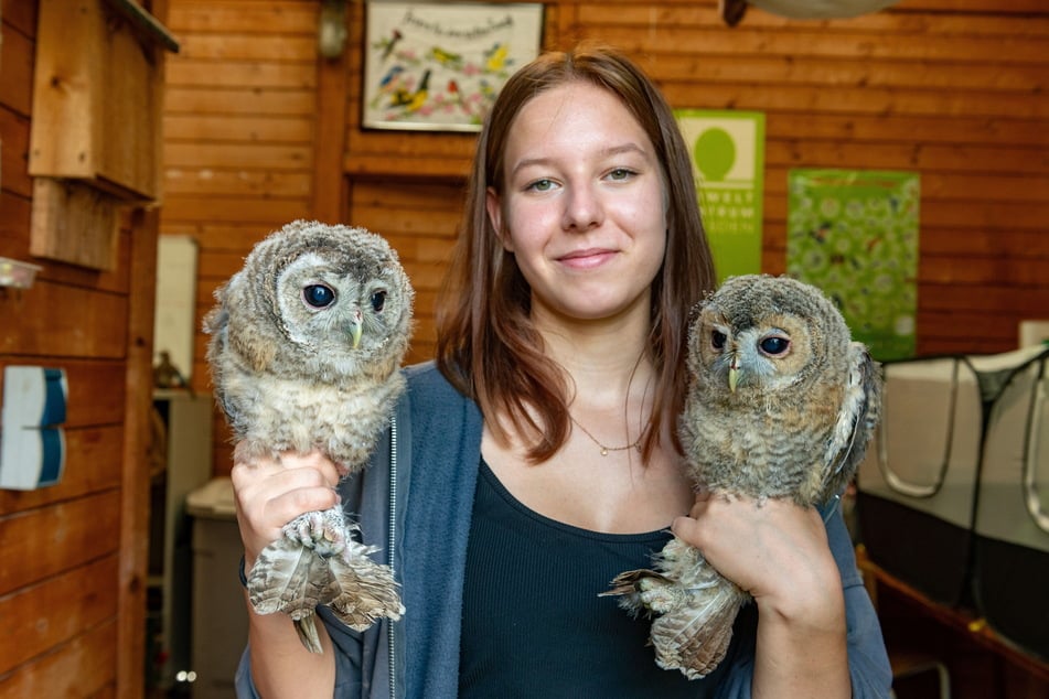 Mitarbeiterin Nele (18) mit zwei jungen Waldkäuzen.