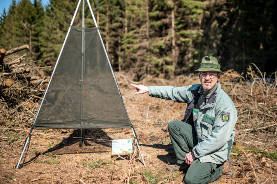 Föster Ullrich Göthel (52) testet neuartige Borkenkäferfallen im Rabensteiner Wald. In der Gaze ist Insektizid eingewebt.