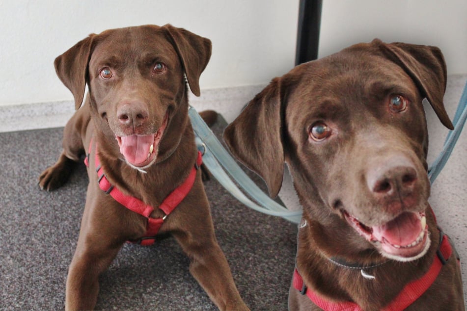 Hunde-Opa im Tierheim abgegeben: Gibt es ein Happy End für diesen Labrador?