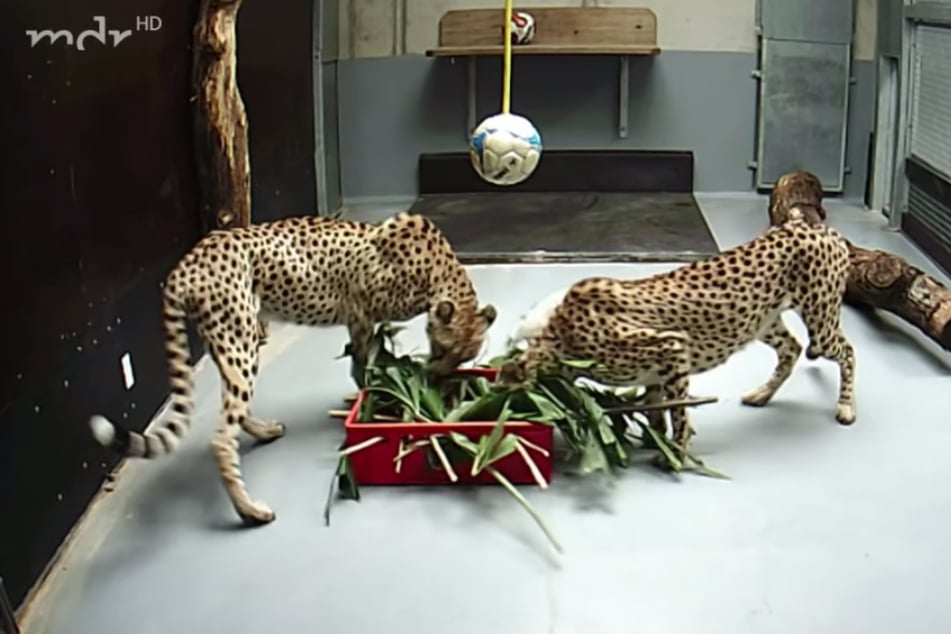 Die Geparden-Damen mit der roten Knobel-Kiste unter dem Ball.