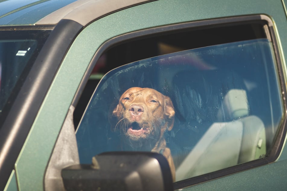 Zwei Hunde waren ohne Wasser und bei 30 Grad Außentemperatur in einem Auto eingesperrt. Die Polizei befreite sie. (Symbolbild)