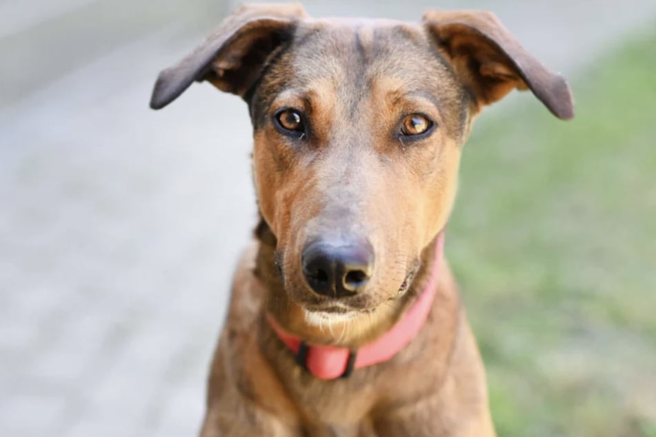 Nino ist ein sportlicher Hund, der genug Auslastung braucht.