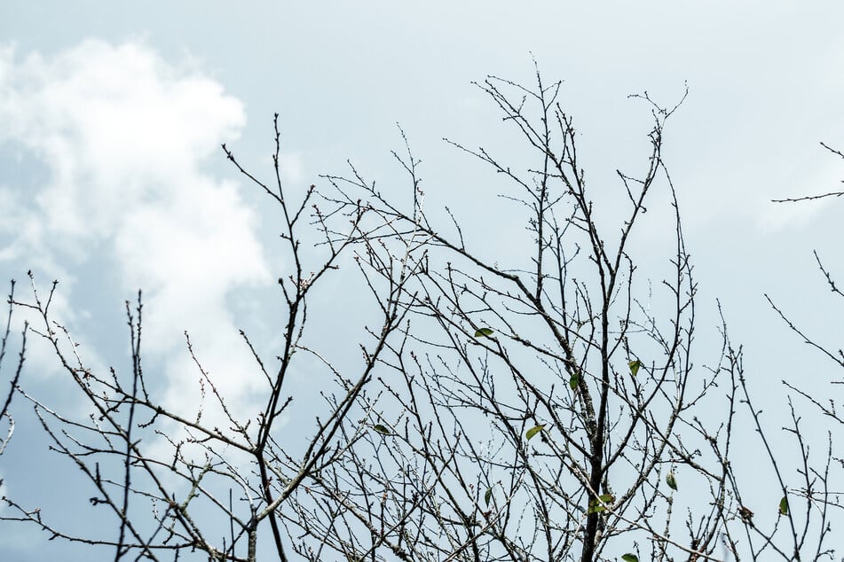 Ist es normal, dass ein Kirschbaum im Sommer schon kahl wird?