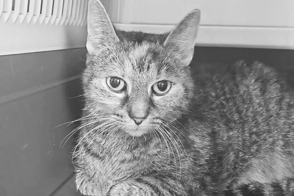 "Gekämpft und doch verloren": Katze Emmi zum Sterben nach Hause geholt
