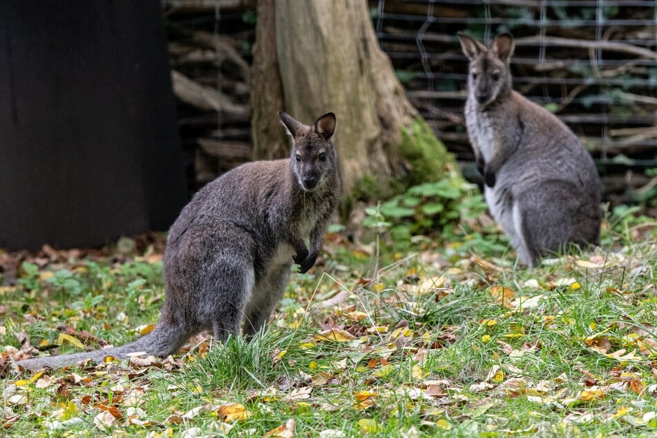 Im Tierpark in Luckenwalde sind die neuen Bewohner, zwei Bennett-Kängurus, vor Füchsen sicher.