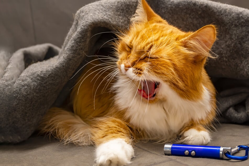 Most cats would chase a laser pointer all day if you let them.