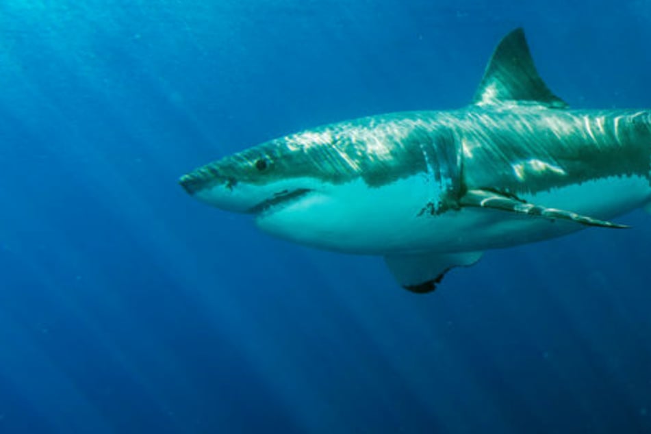 The surfer accidentally kicked the shark and the shark bit him.