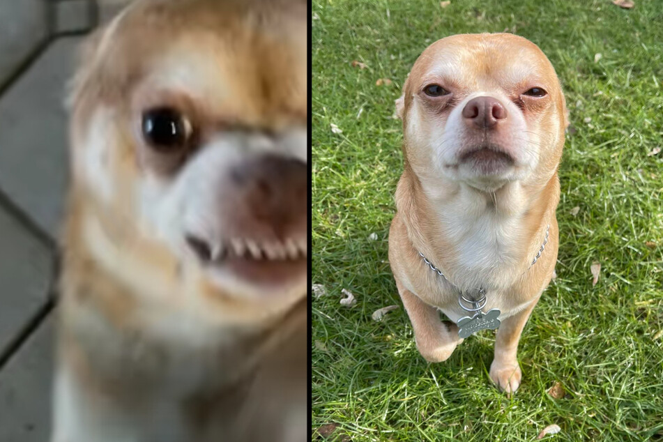 Pflegerin will "bösen" Chihuahua loswerden: Jetzt hat er ein neues Zuhause gefunden