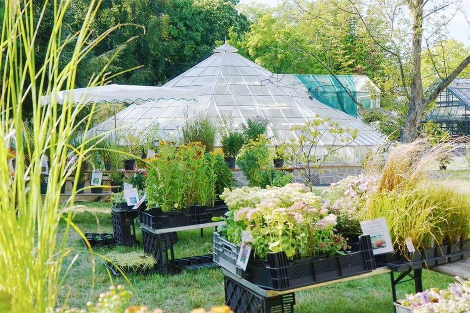 Allerhand Pflanzen könnt Ihr beim Pflanzenmarkt im Botanischen Garten erstehen.