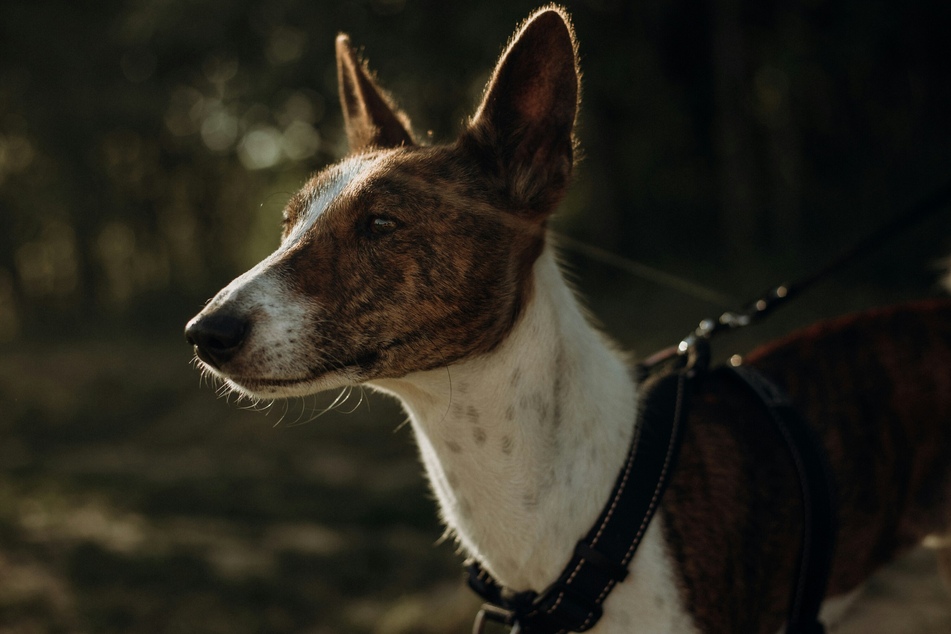 The basenji is a strange and wacky creature.