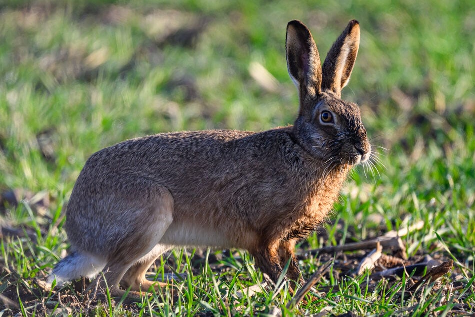 Bei einem toten Feldhasen im Eichsfeld haben die Behörden die sogenannte "Hasenpest" nachgewiesen. (Symbolfoto)