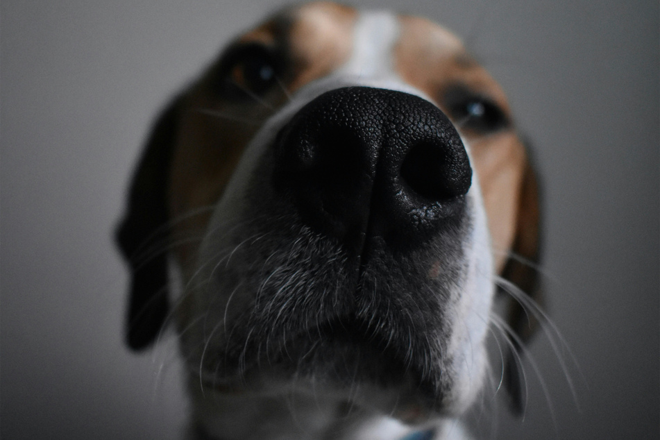 Every dog's nose is a little damp, and that's perfectly okay.