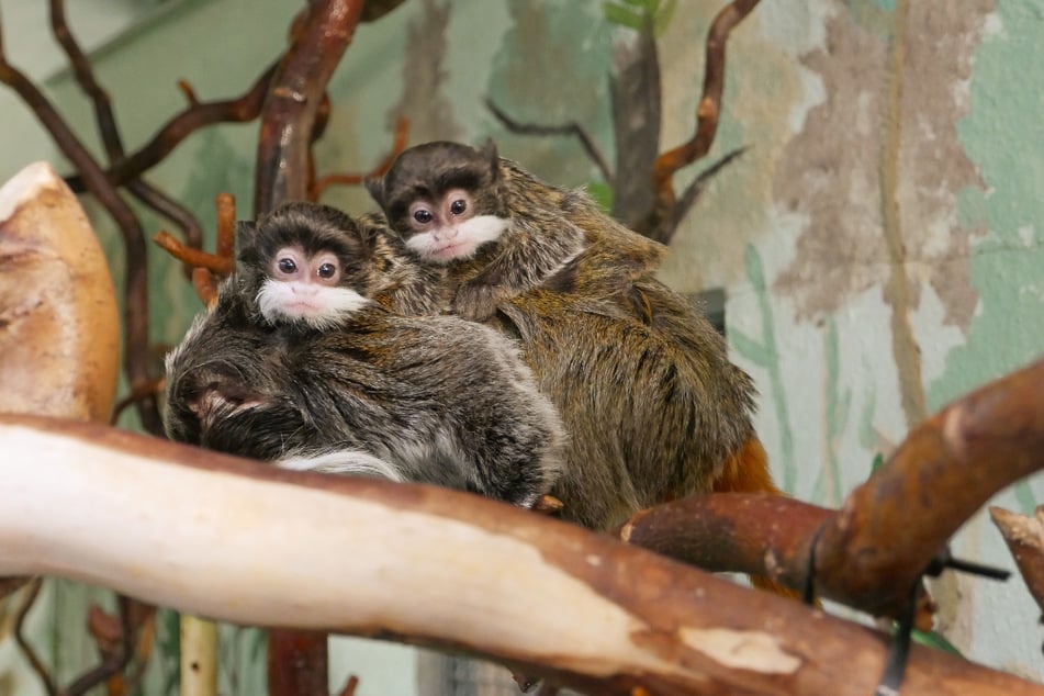 Schon jetzt zeigt sich der typische weiße Schnurrbart. Dessen Ähnlichkeit zum Bart von Kaiser Wilhelm II. verdanken sie ihren Namen.