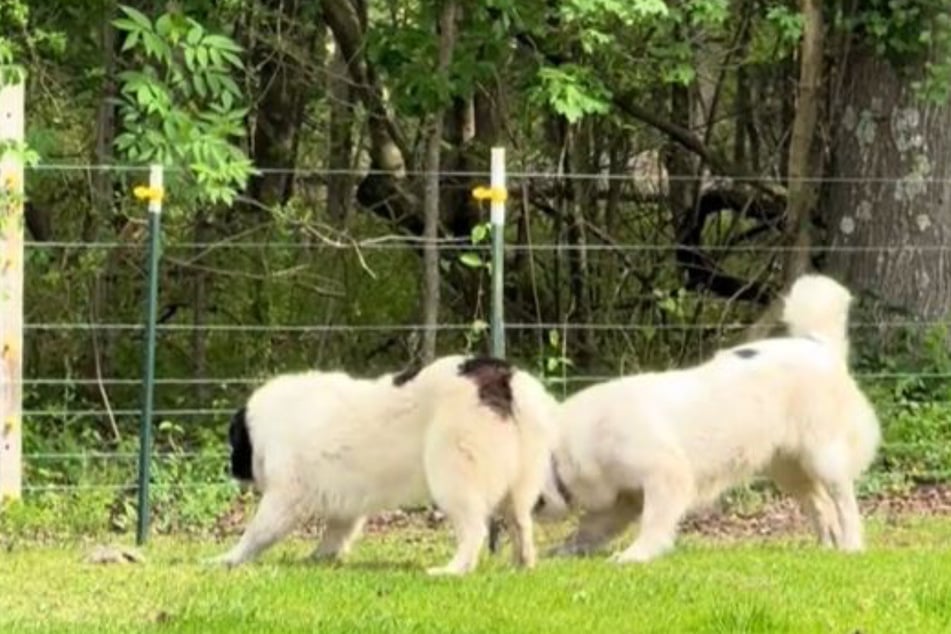 These guard dogs raised the alarm on their North Carolina farm for a hysterical reason.