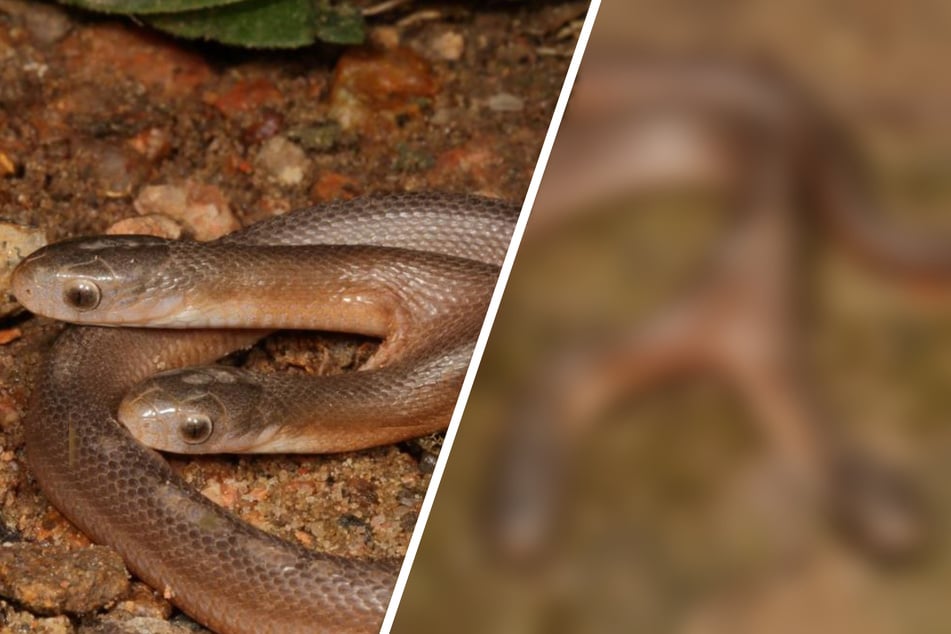 Schlange mit zwei Köpfen! Extrem seltener Reptilienfund sorgt für Aufsehen