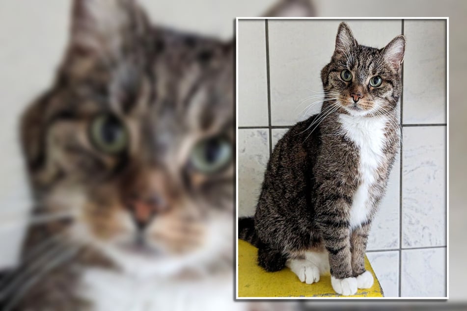 Ausgesetzt und seinem Schicksal überlassen: Darum ist Split jetzt ein ganz spezieller Kater