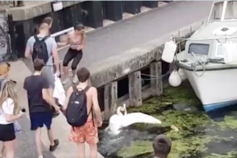 Die junge Frau, nachdem sie den Schwan getreten hat.
