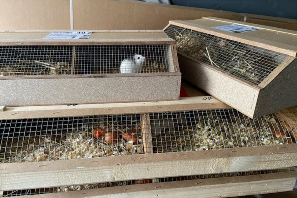 Alle Tiere, darunter auch 24 Mäuse, befanden sich in ungesicherten Kisten.