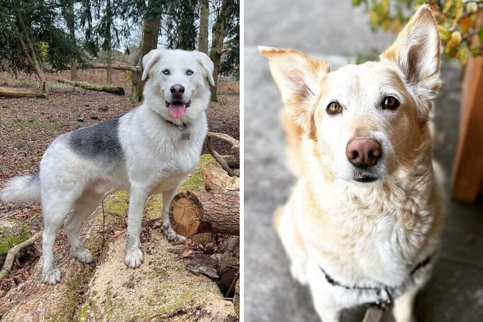 Goberians are a cute mix between Golden Retrievers and Huskies!