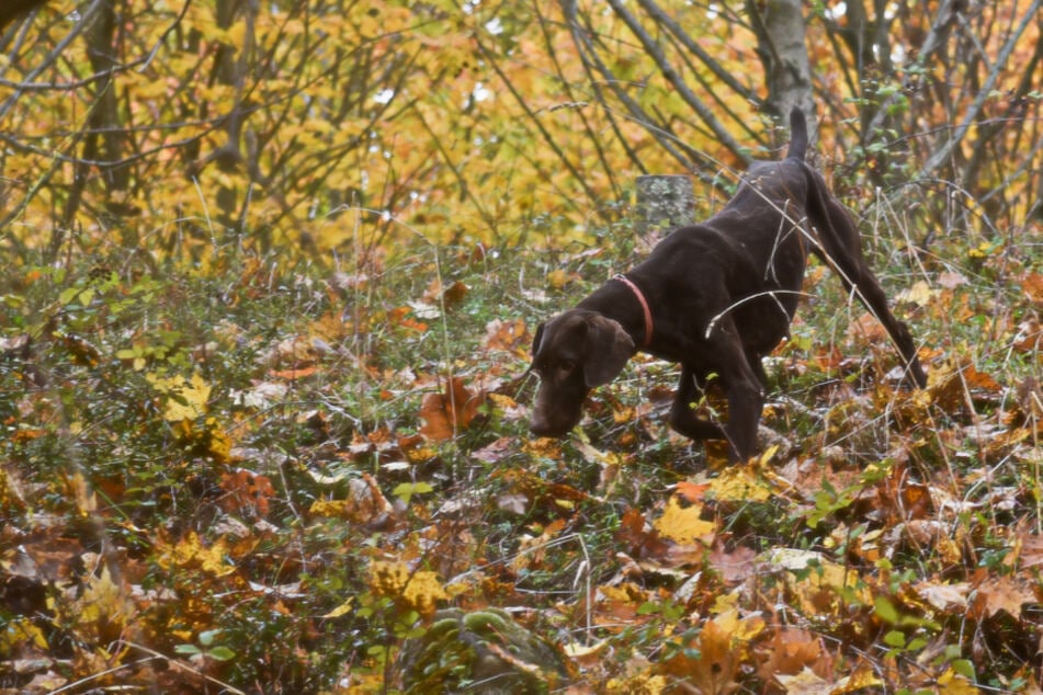 Tragisch: Ein Hund lief am Wochenende in den Geyrischen Wald im Erzgebirge und kehrte nicht mehr lebend zurück. (Symbolbild)