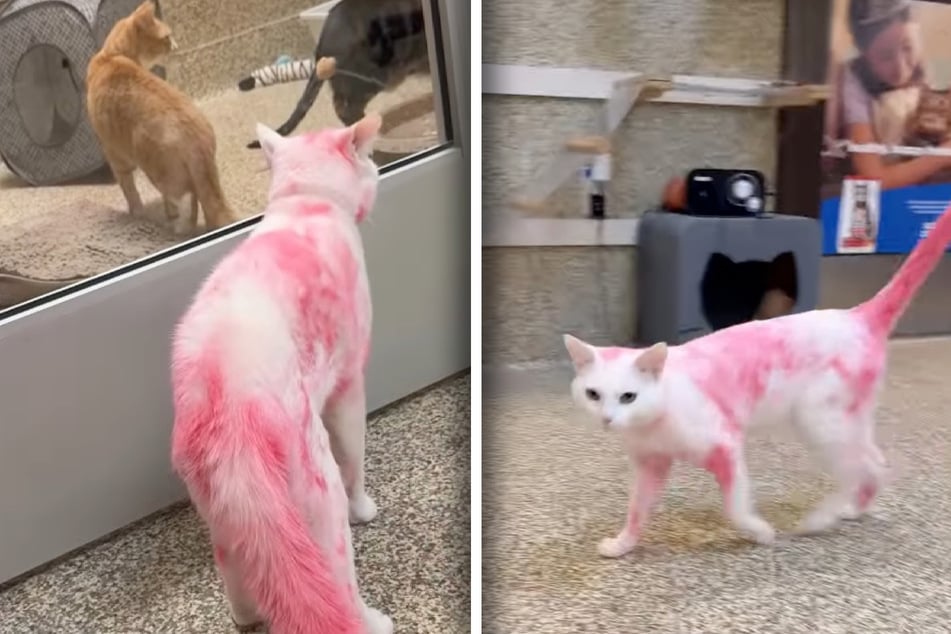 Als diese Katze ins Tierheim kommt, haben natürlich alle nur eine Frage