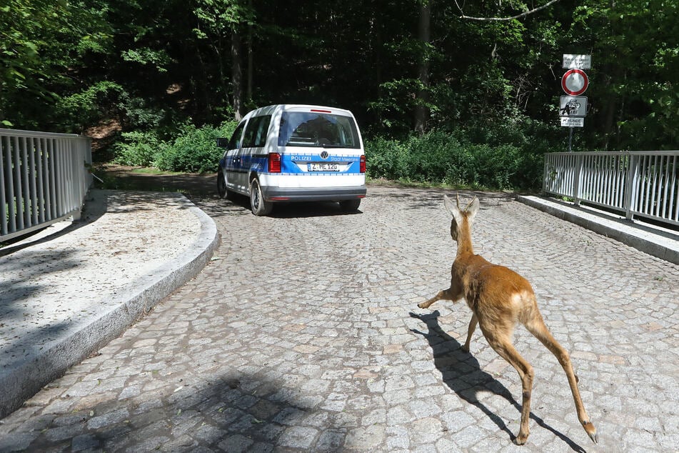 Schnurstracks flüchtete das Tier in den nahegelegenen Annapark von Meerane.