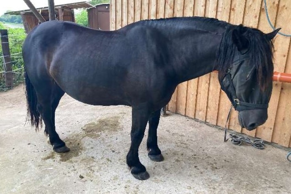 Pferd ungewollt neue Frisur verpasst: Polizei sucht Zeugen