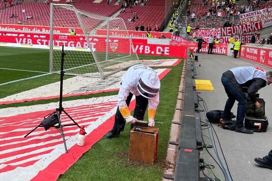 Ein Imker-Feuerwehrmann brachte das Bienen-Problem letztlich unter Kontrolle.