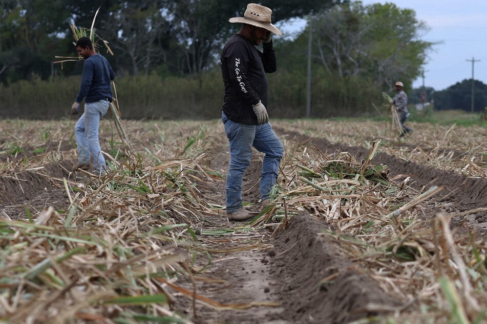 Field workers move sugarcane stalks as they plant a new crop on October 10, 2023 in Kaplan, Louisiana during a period of drought.
