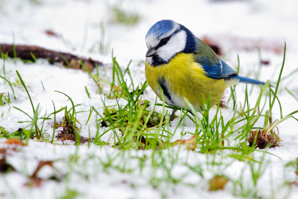 Beobachtungen von Naturfreunden sind gefragt, um das Vorkommen der Wintervögel in der Natur zu erfassen. Die Blaumeise soll dabei besonders viel Aufmerksamkeit bekommen.