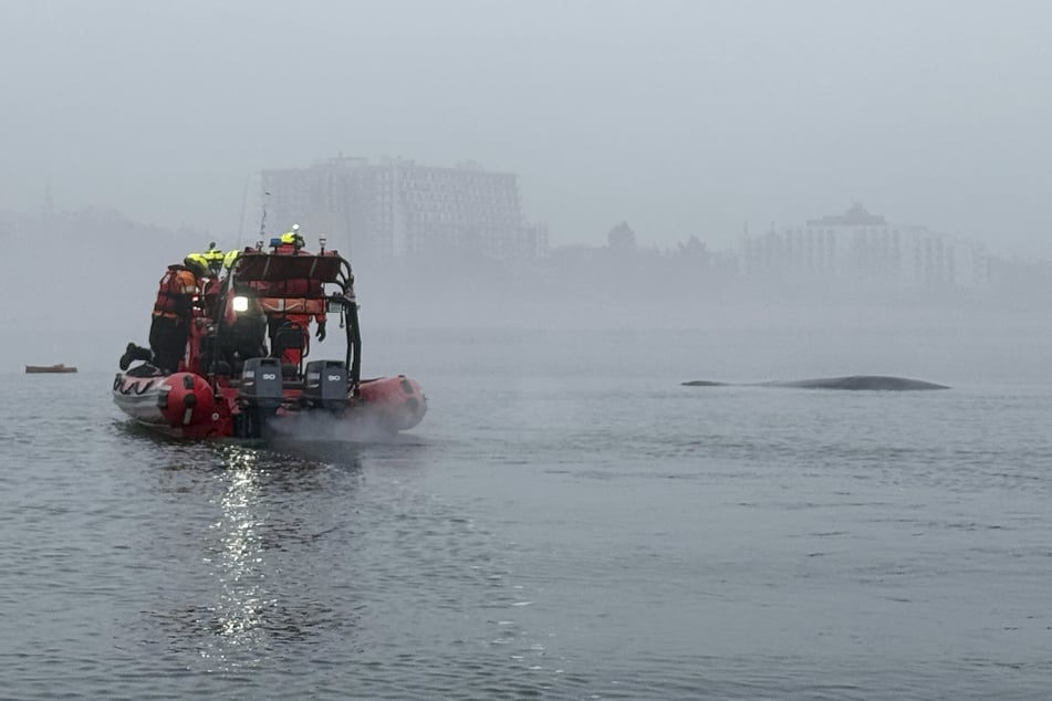 Seenotretter nähern sich einem Wal, der sich in Fischernetzen verfangen hat, bevor ein anderes Team das Tier vor dem Ostseestrand von den Netzen befreit.