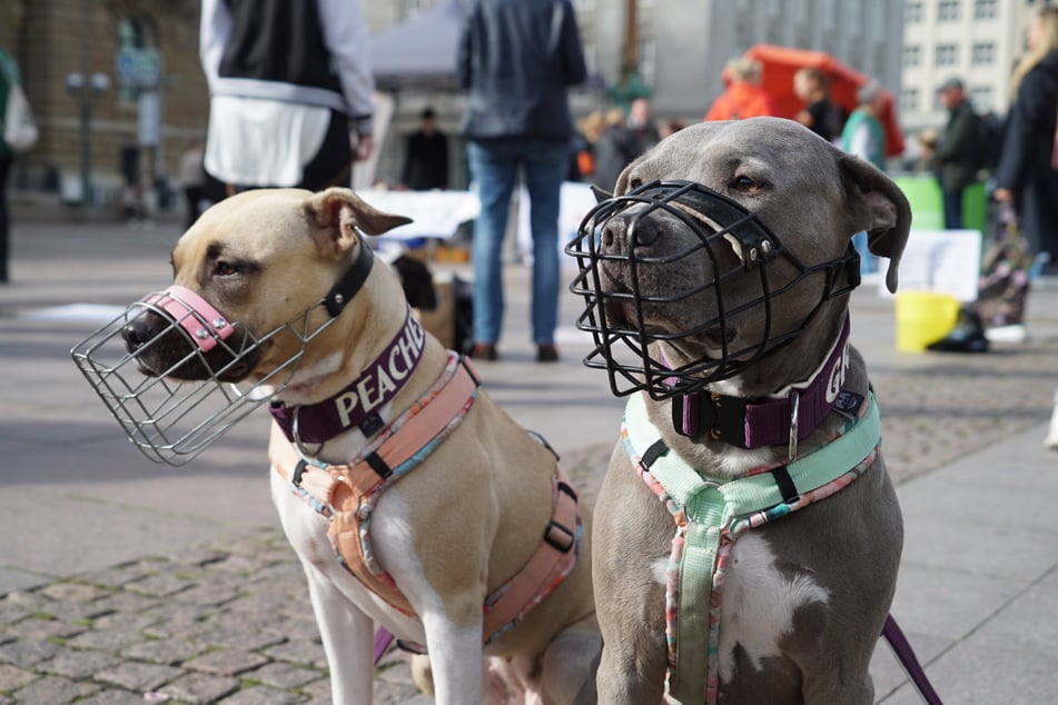 Die Besitzer der beiden Hunde demonstrierten am Sonntag gegen die Rasseliste.