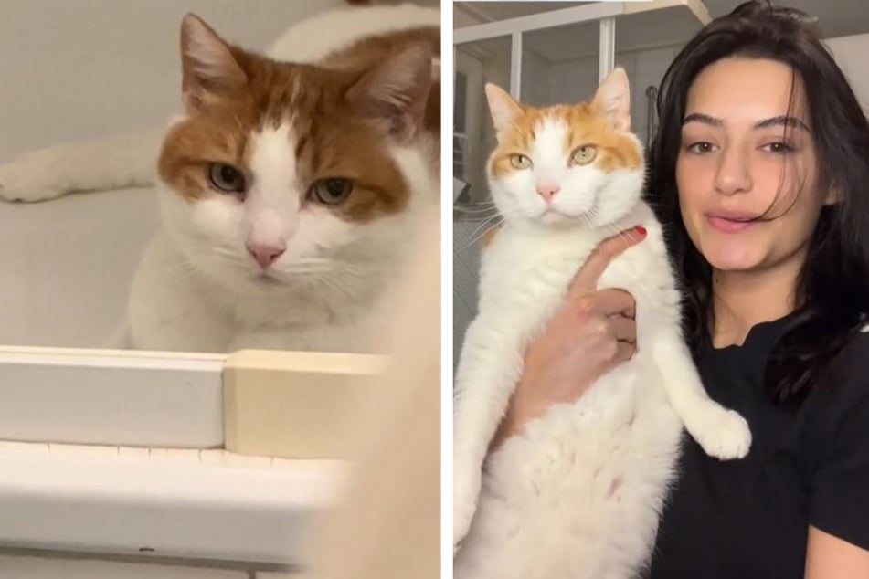 Rescue cat's morning routine gets wet and wild on TikTok!
