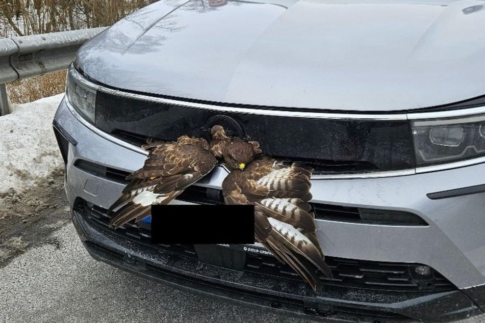 Unglaublich: Der Bussard überlebte die Kollision und wurde nur leicht verletzt.