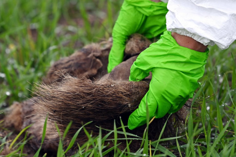Eine Veterinärmedizinerin untersucht im Kerngebiet der Afrikanischen Schweinepest den Fund eines Wildschweinkadavers.