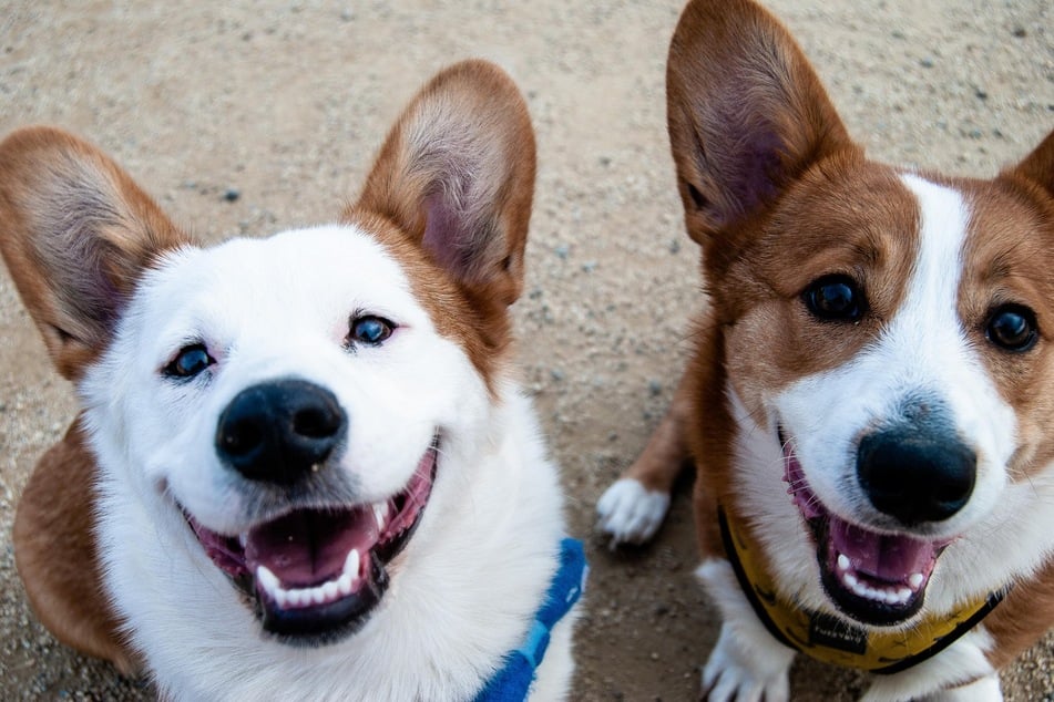 Wenn Hunde den Mundwinkel nach hinten ziehen, sieht es oft so aus, als würden sie lächeln. Aber können Hunde wirklich lachen?