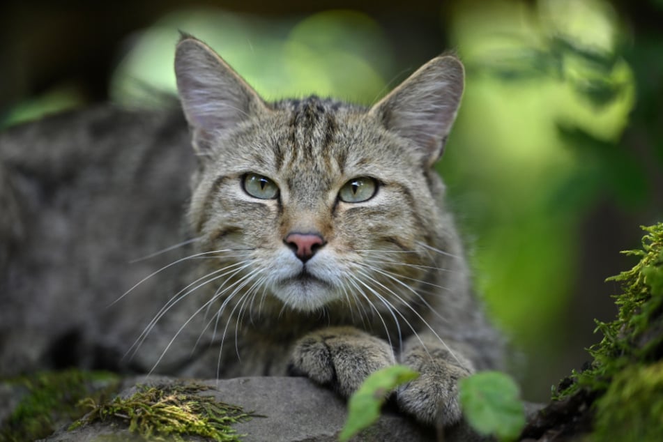 Erste Nachweise der Europäischen Wildkatze im Vogtland gab es 2009, in den vergangenen Jahren blieb das Monitoring dort jedoch erfolglos.