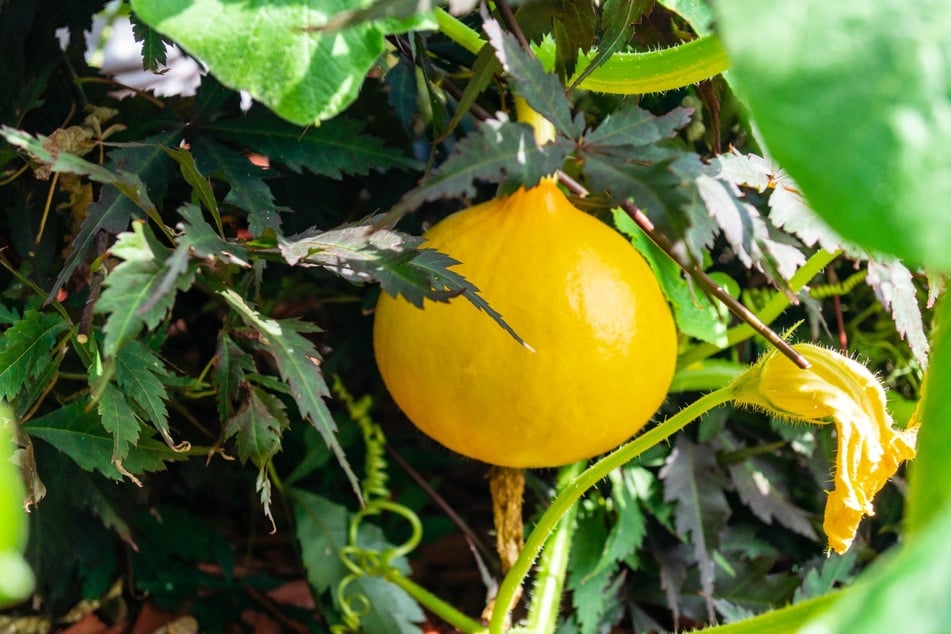 Wann man den Hokkaidokürbis ernten kann, erkennt man am dumpfen Klopfgeräusch und der kräftig orange-roten Färbung.