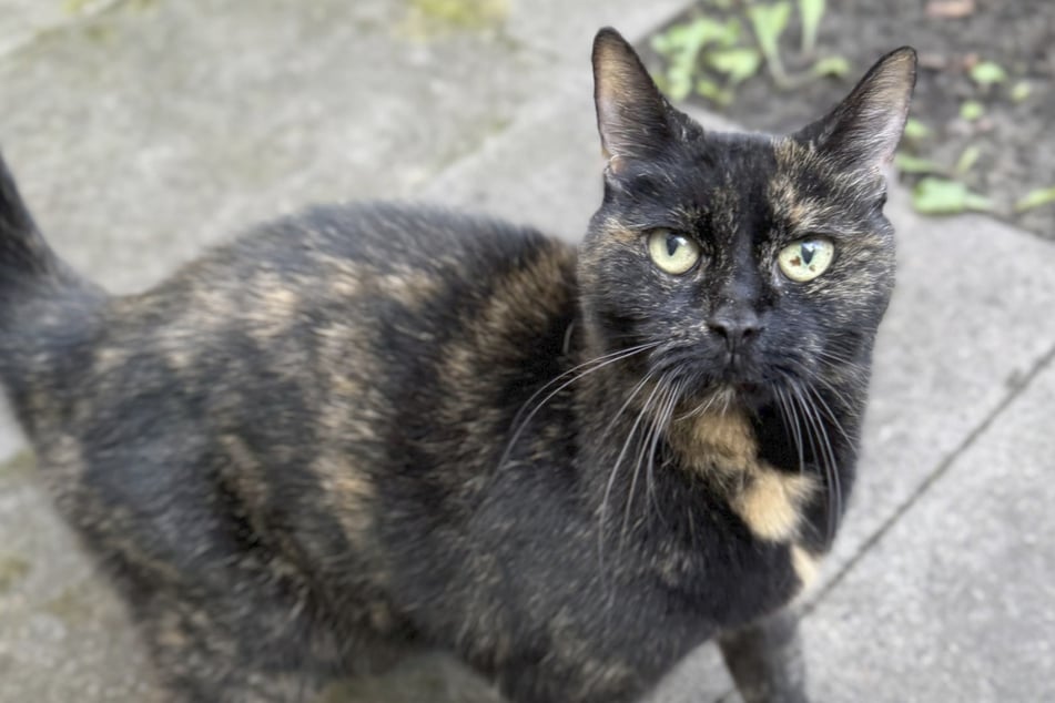 Verlaten en gescheiden van haar dochter: kat Tamina zoekt een nieuw thuis