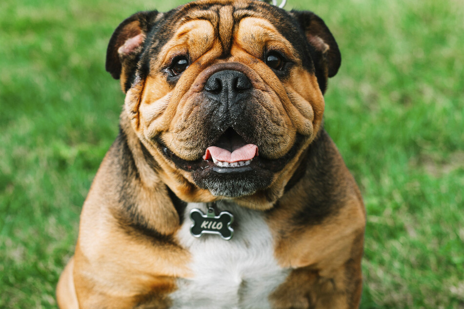 Say hello to our wrinkled friend, the loyal and humble Bulldog.